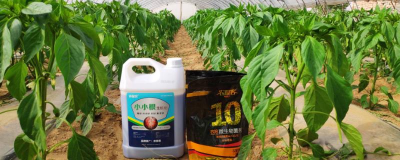 氨基酸肥料的作用，可以促进植物的光合作用