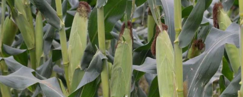 必胜339（试验名称：必胜339）玉米种子特征特性，播种时注意防治地下