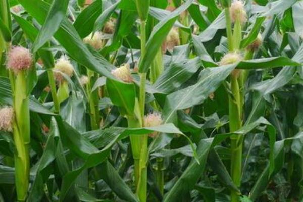 必胜339（试验名称：必胜339）玉米种子特征特性，播种时注意防治地下
