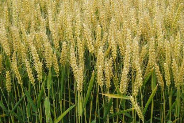 西农518小麦种简介，注意防治病虫害