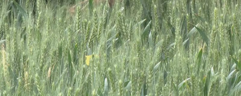 阎麦5811小麦种子简介，适宜播期10月上中旬