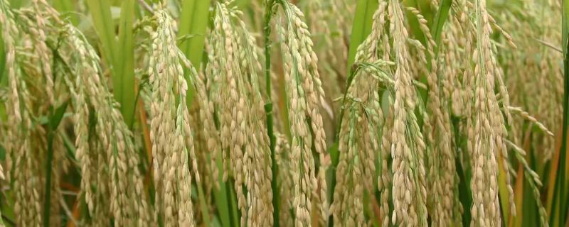 丰泽优798水稻品种的特性，全生育期142.4天