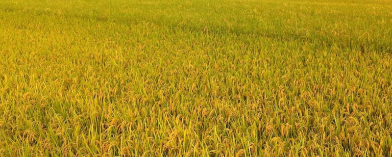 甜优1号水稻种子特征特性，全生育期134.4天