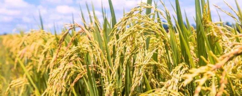特优168水稻种子简介，全生育期122.7天