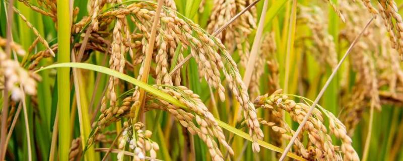 壮香优1205水稻种子特征特性，每亩大田用种量0～5千克