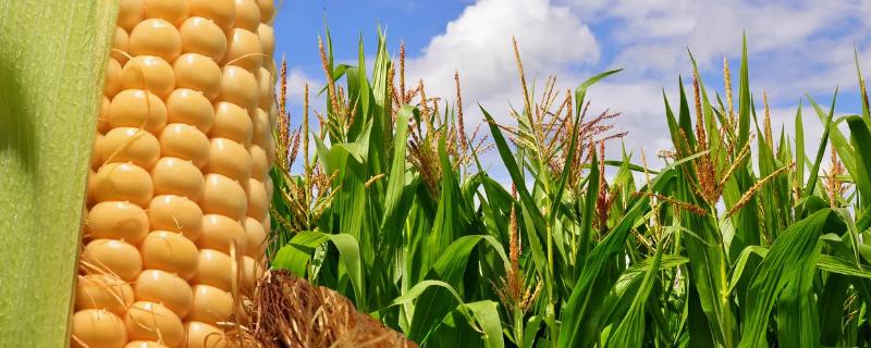 荆恒一号玉米品种简介，亩植密度3300株左右