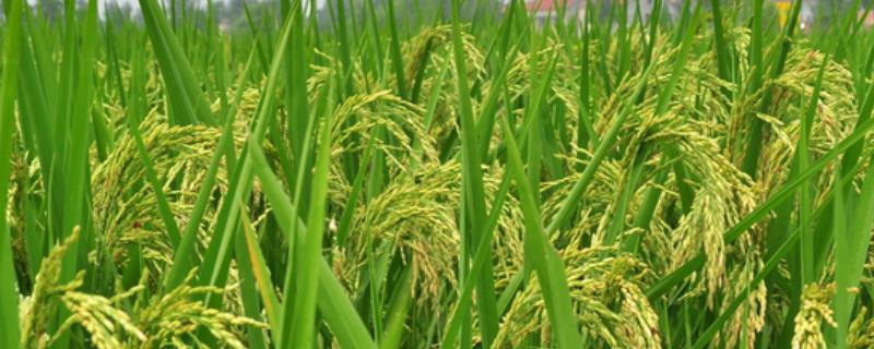 川优5715水稻品种的特性，该品种属中籼迟熟三系杂交水稻
