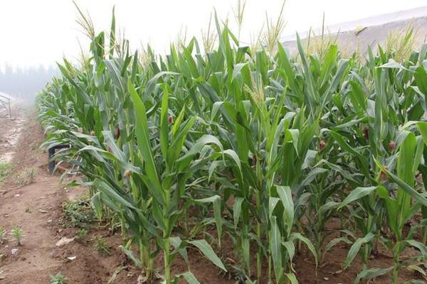 农单173（区试名称：裕丰173）玉米品种简介，并每亩施尿素15千克