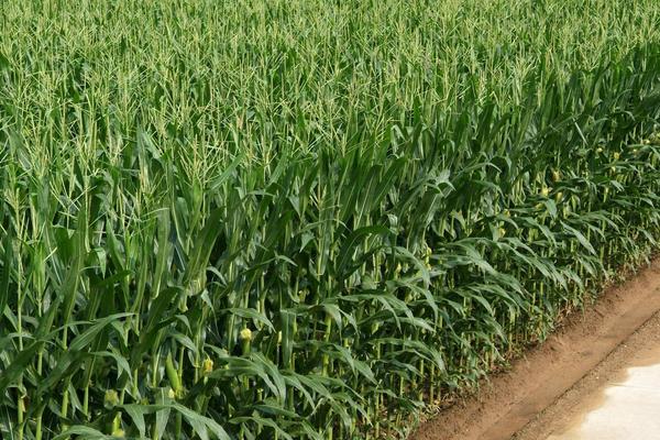农单173（区试名称：裕丰173）玉米品种简介，并每亩施尿素15千克