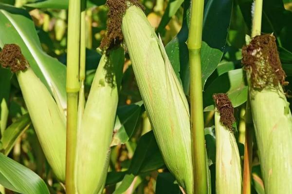 兴农单9号（区试名称：兴试1413）玉米种子特点，注意防治丝黑穗病