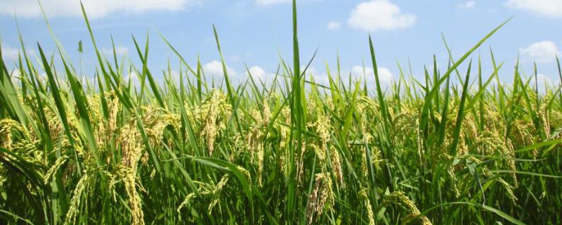 野香优新华粘水稻品种简介，一般在4月15日前播种