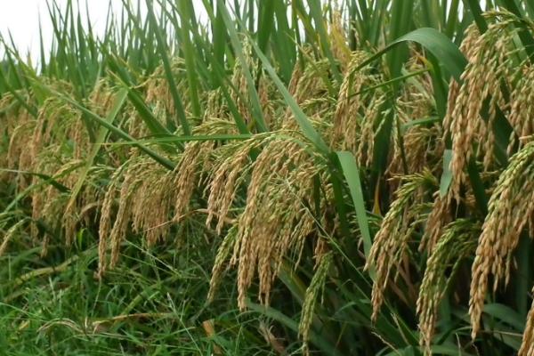 野香优新华粘水稻品种简介，一般在4月15日前播种
