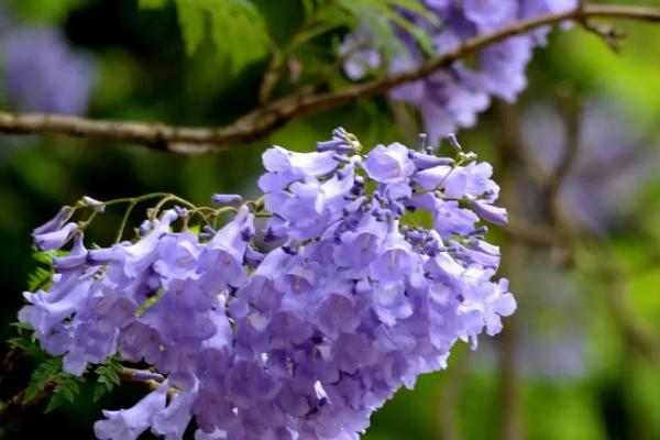 蓝花楹适合在哪种植，适合在云南、福建、广东等地种植