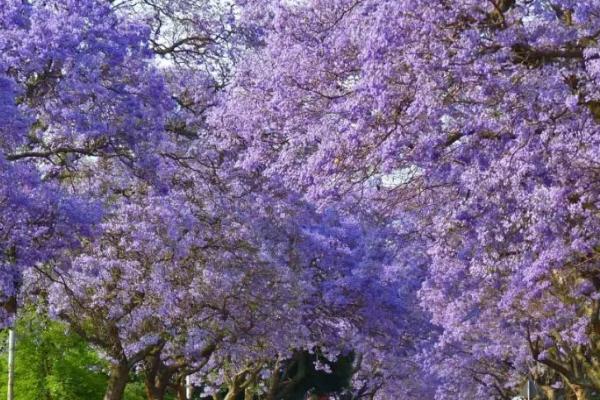 蓝花楹适合在哪种植，适合在云南、福建、广东等地种植