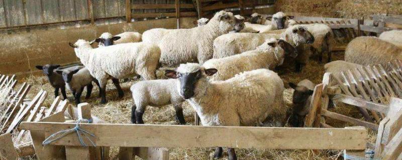 羊如何养殖，羔羊和成年羊的养殖方式不同