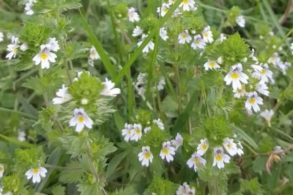 小米草种子的种植方法，播种时间根据温度来决定