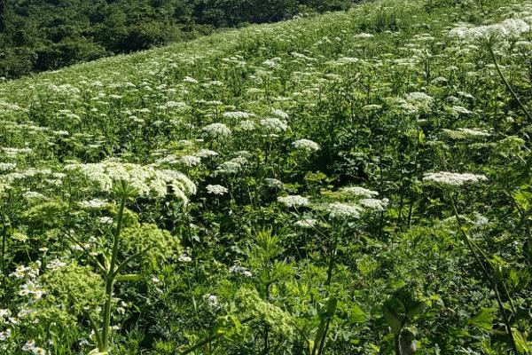 怎么种植独活，可采用直播或根芽繁殖的方式