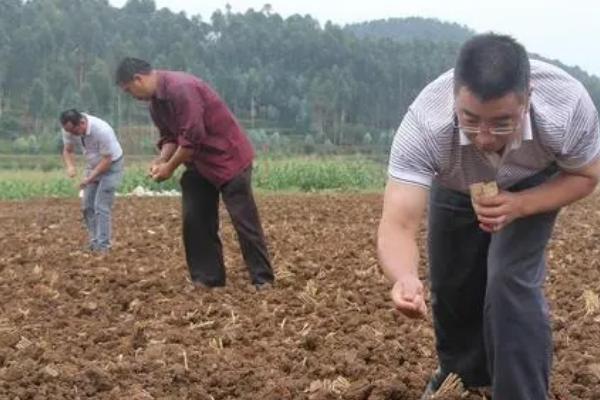 油菜的播种时间，南方地区一般在9-11月份播种