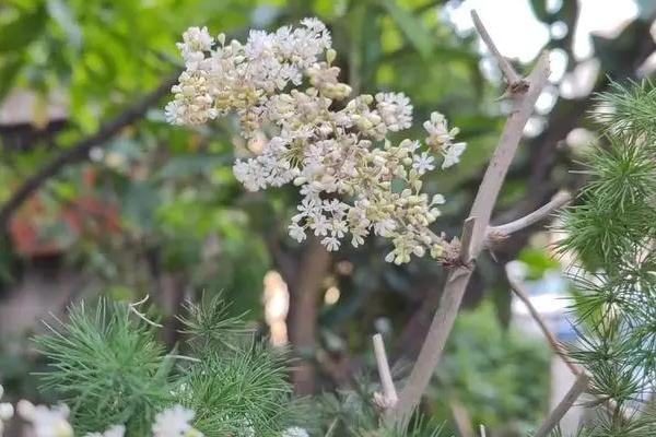 蓬莱松的盆景种植方法，10公分的时候需适当摘心处理