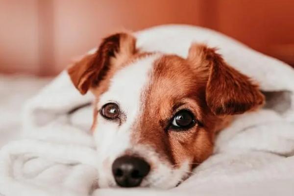 犬猫慢性肠炎的症状，表现为食欲不振，长期持续腹泻等