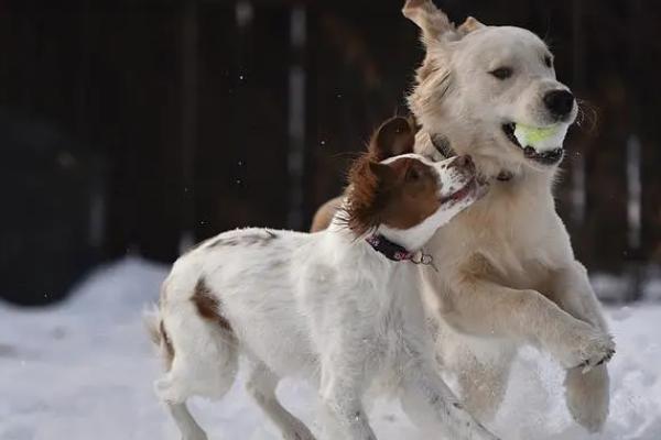 犬猫慢性肠炎的症状，表现为食欲不振，长期持续腹泻等