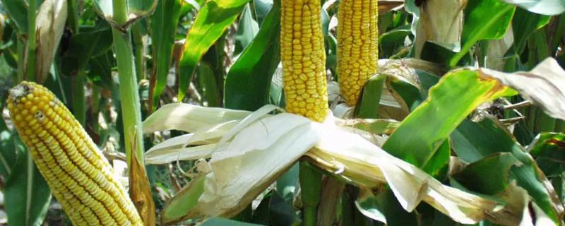 YF669玉米种子介绍，亩密度5500株