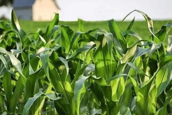 吉农玉309玉米种子特点，5月下旬至6月中旬播种