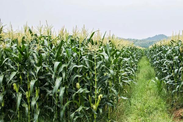 斯达甜221玉米种子特点，每亩种植密度3500株为宜
