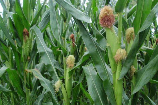希普18玉米种简介，以发挥该品种的增产潜力