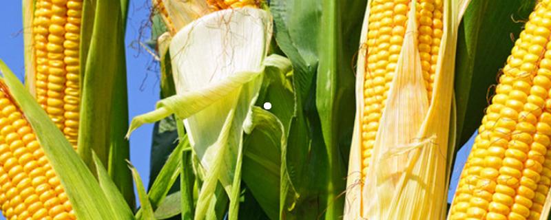 富华518玉米种子介绍，及时防治地下害虫和玉米螟