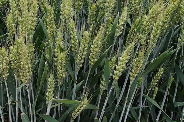 中麦4072小麦种子简介，全生育期232天
