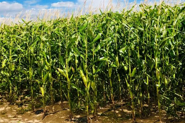 新单65玉米种子特征特性，亩种植密度5000株