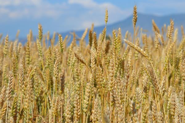 中麦4072小麦种子简介，全生育期232天