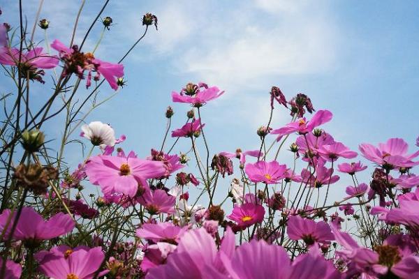 什么是千里花，属于菊科草本植物、是一种小野花