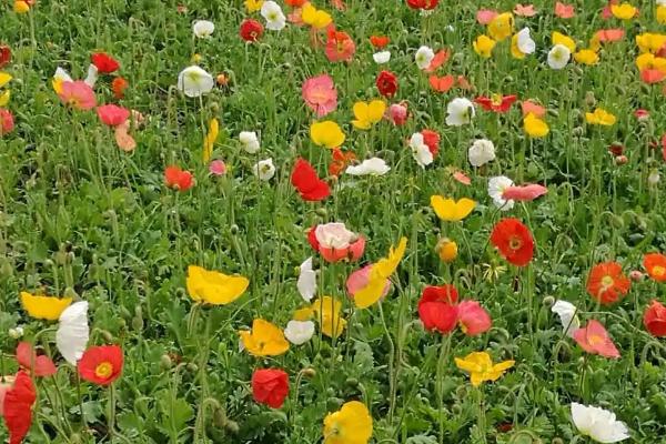 什么是千里花，属于菊科草本植物、是一种小野花