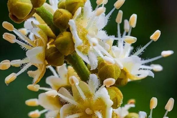 如何促进龙眼花芽分化，可在冬季增施钾肥