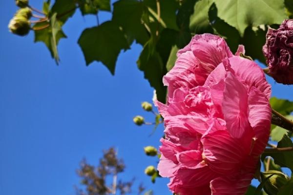 芙蓉花只剩根部还能活么，只要养护得当便能活