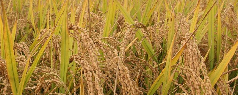 奥富优287水稻品种简介，每亩有效穗数12.7万穗