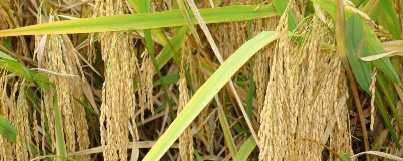 K两优22水稻品种简介，插植密度以15×20厘米为佳