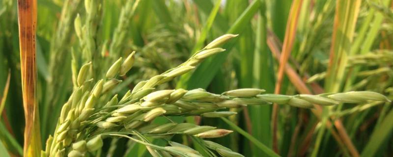 春两优华占水稻品种的特性，全生育期112.1天