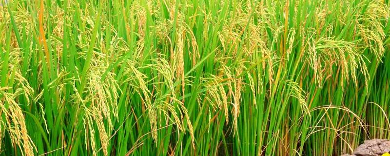 福龙两优1402水稻品种的特性，全生育期136.8天