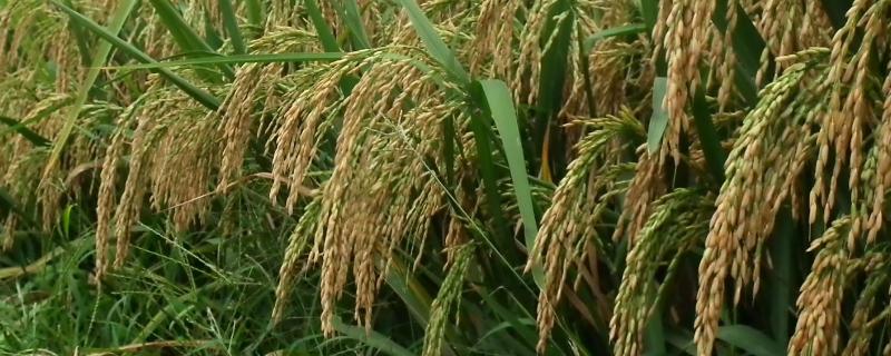 瑞两优1578水稻品种的特性，每亩有效穗数17.4万穗