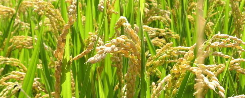 龙两优粤禾丝苗水稻种子特征特性，防治恶苗病