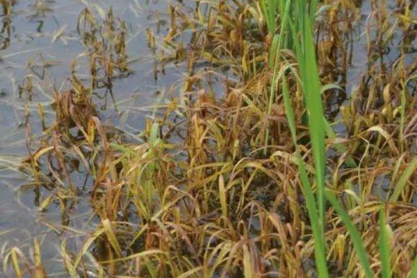 浙粳优1578水稻种子特点，秧田每亩播种量不超过15千克