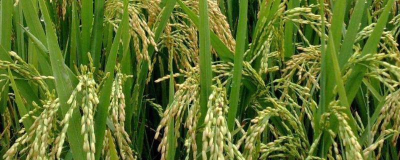 内6优2119水稻种子简介，全生育期153.3天