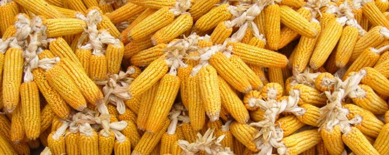 荷峰509玉米品种简介，鲜食糯玉米品种
