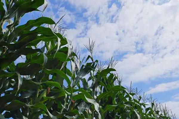 棒博士859玉米品种简介，适宜密度为4500株/亩