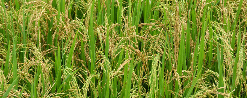 苏研麦017小麦品种的特性，比对照品种扬麦20早熟1天