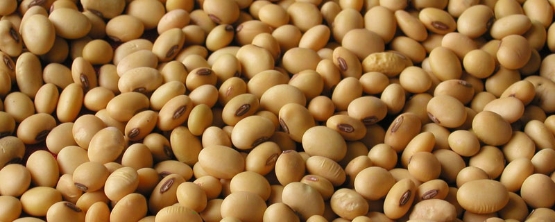 浙鲜84大豆种子简介，鲜食夏大豆品种