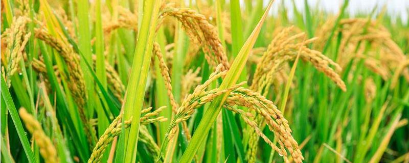 两优2818水稻品种的特性，每亩大田用种量0～25千克